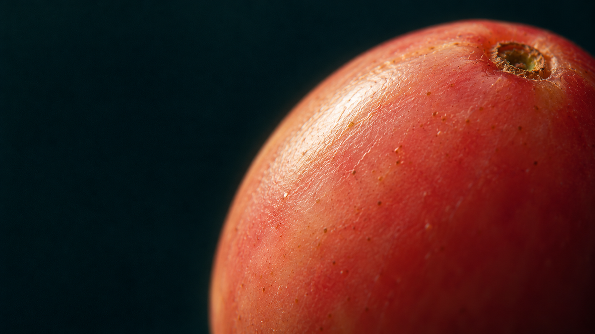 A ripe pink-red coffee cherry, close up, on a dark background.