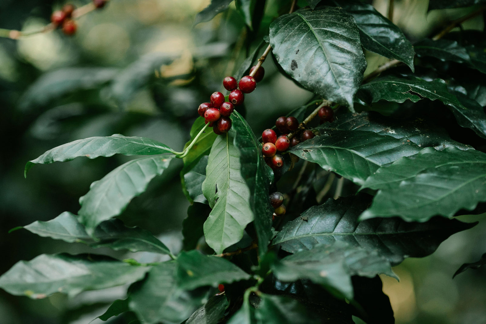 Discover why Panama Gesha is the world’s most expensive coffee. Learn about its flavor, rarity, auctions, and why coffee lovers value it so highly.
